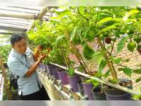 Meski Modal Awal Mahal, Hasilnya Lebih Menguntungkan