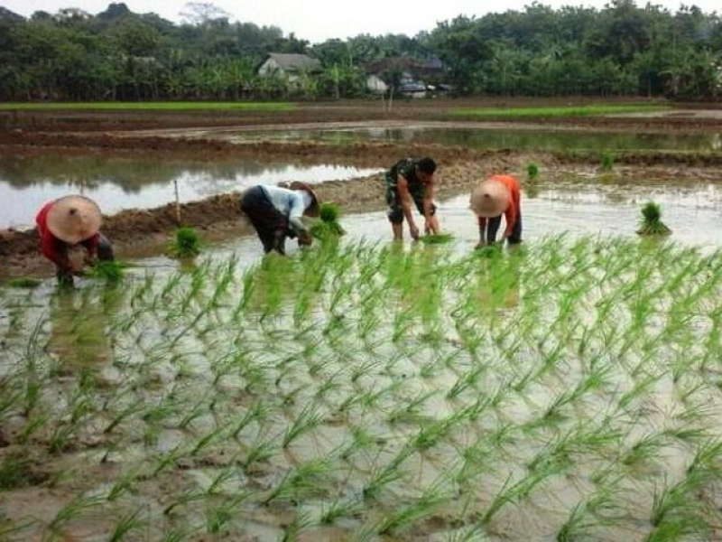 Gambar Orang Menanam Padi Di Sawah Tempat Berbagi Gambar