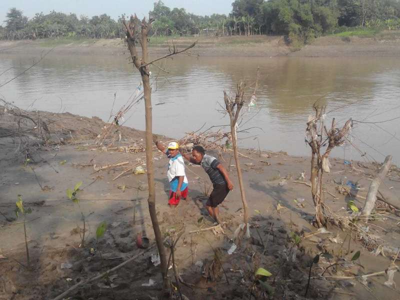 BPBD Getol Tanam Mangrove di Bantaran Bengawan Solo