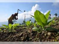 Dana Pinjaman Usaha Tembakau Macet Rp 21 Miliar