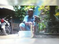 Budidaya Ular, Awalnya Dimarahi Keluarga Namun Kini Menjanjikan