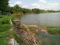 Panen Ikan di Embung Sonorejo