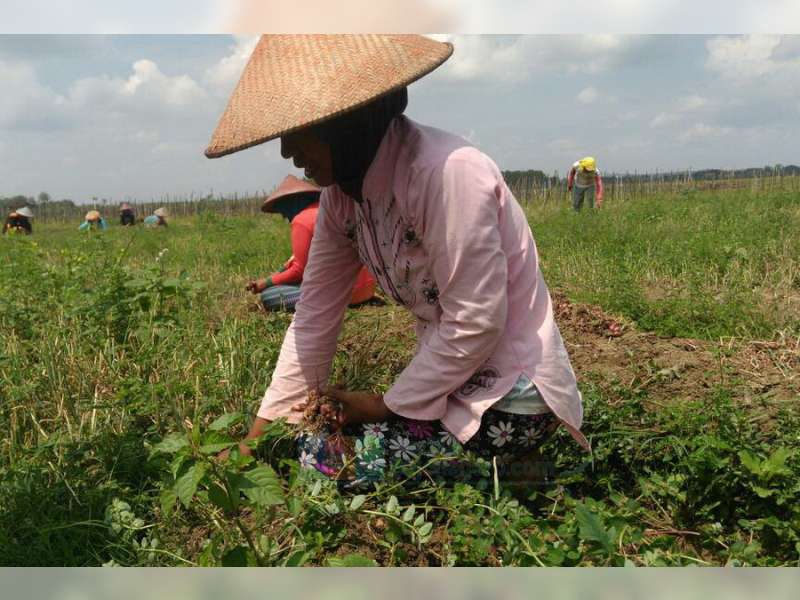 Panen Bawang Merah Petani di Blora Meningkat