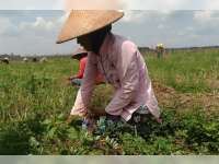 Panen Bawang Merah Petani di Blora Meningkat