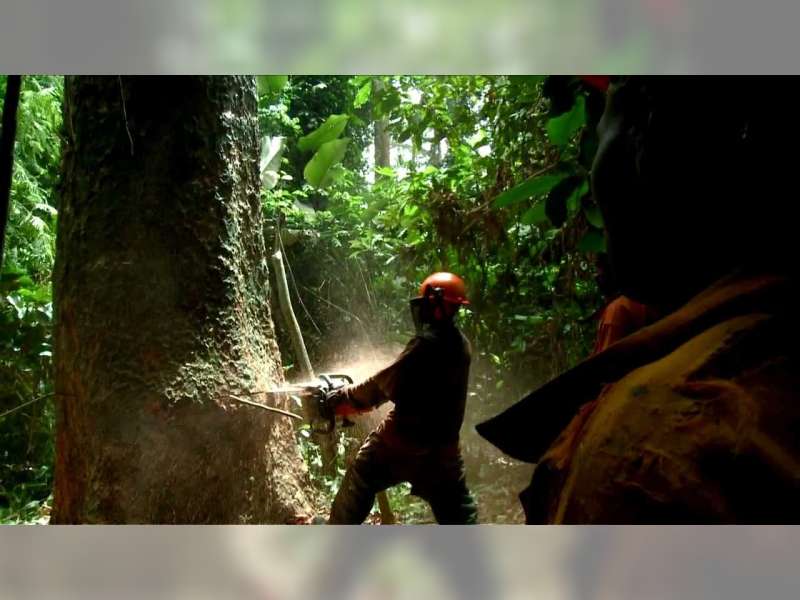 Perhutani Tindak Tegas Oknum Terlibat Ilegal Logging