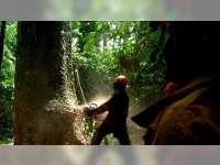 Perhutani Tindak Tegas Oknum Terlibat Ilegal Logging