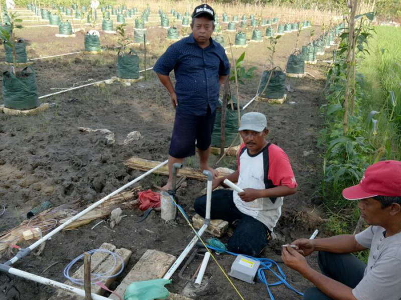 Desa Dengok Akan Jadi Sentra Jambu Madu Hijau
