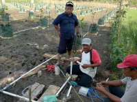 Desa Dengok Akan Jadi Sentra Jambu Madu Hijau