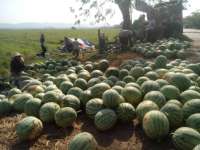 Petani di Sumengko Panen Buah Semangka