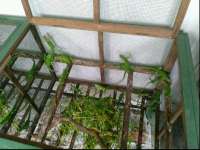 Beternak Reptil yang Cukup Menjanjikan