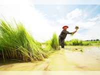 Begini Ini Cara Klaim Asuransi Pertanian