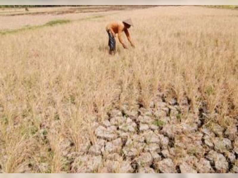 Keikutsertaan Program Asuransi Pertanian Masih Minim