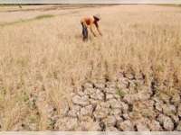 Keikutsertaan Program Asuransi Pertanian Masih Minim