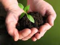 500 Ribu Bibit Tanaman Disalurkan Dinas Pertanian