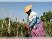 Panen Melimpah, Cabai Alami Penurunan Harga