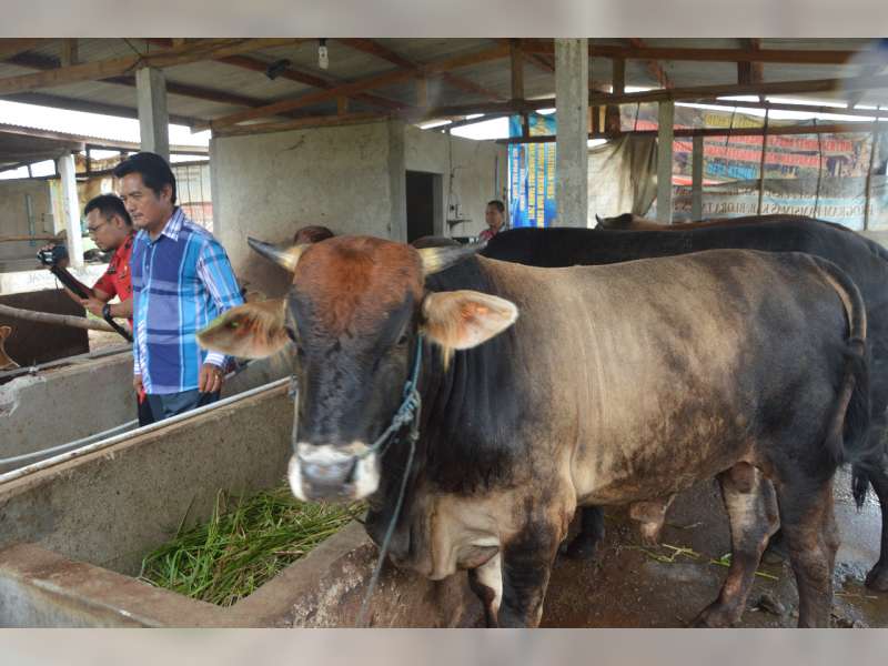 Bupati Blora: Kualitas Sapi Blora Harus Ditingkatkan