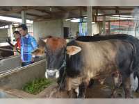 Bupati Blora: Kualitas Sapi Blora Harus Ditingkatkan