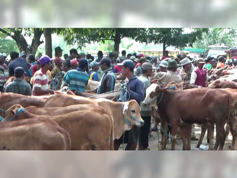 Jelang Idul Adha, Penjualan Hewan Kurban Merangkak Naik