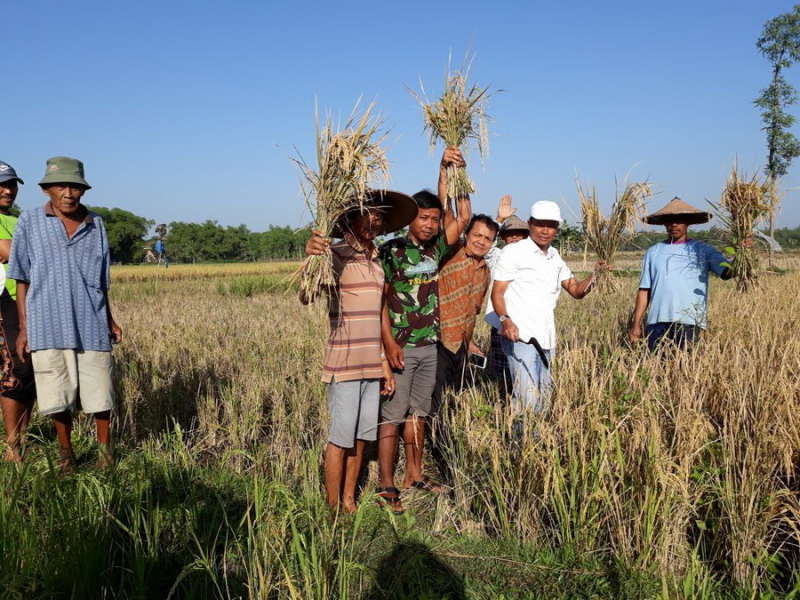 Sambangi Panen Raya di Kanor, Pak Tris Pinggiran Tampung Curhat Petani