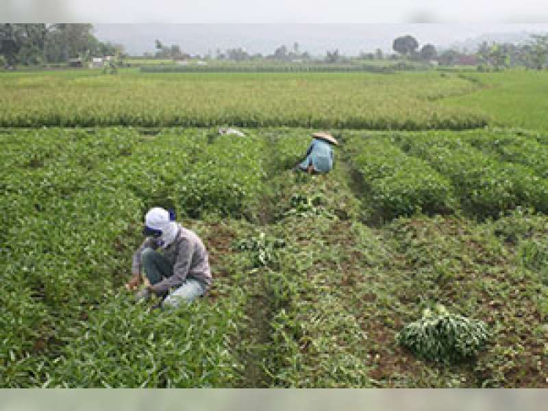 Kepala Disperta Imbau Petani Bojonegoro Mulai Tanam Palawija