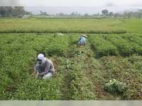 Kepala Disperta Imbau Petani Bojonegoro Mulai Tanam Palawija