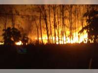 Kebakaran Lahan Tebu Terjadi di Dander Bojonegoro