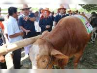 Inilah Juara Lomba Ternak Sapi Kabupaten Blora