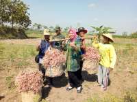 Potensi Bawang Merah Blora Terus Dikembangkan
