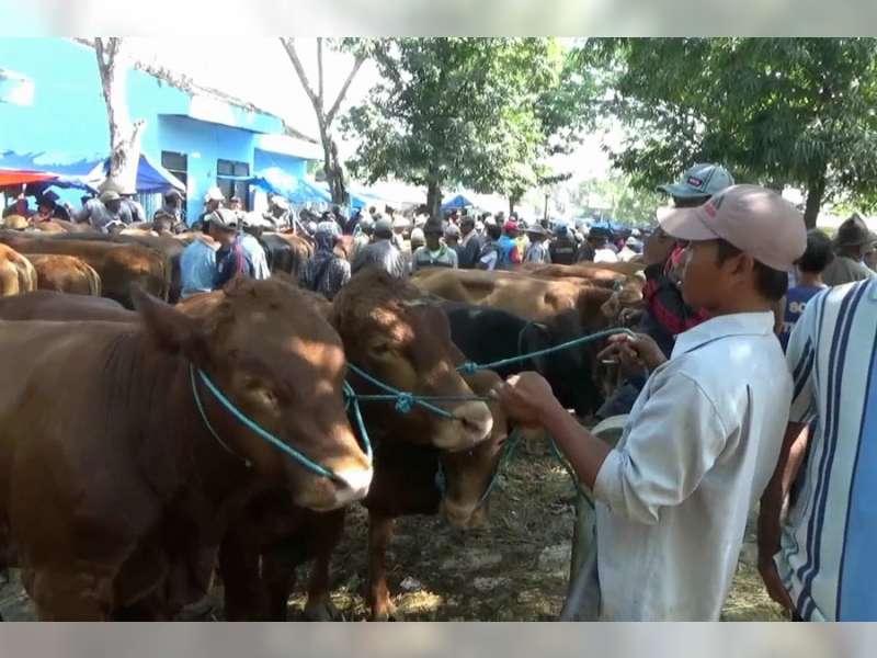 Jelang Hari Raya Kurban, Harga Sapi Mulai Melambung