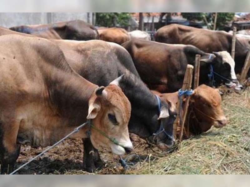 Dinas Peternakan Imbau Warga Teliti Beli Hewan Kurban