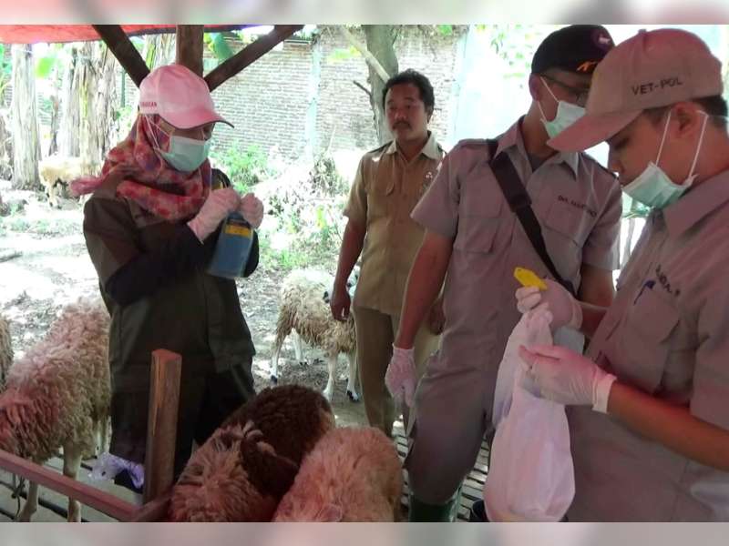 Jelang Idul Adha, Disnakan Sidak Penjual Hewan Kurban