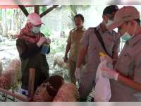 Jelang Idul Adha, Disnakan Sidak Penjual Hewan Kurban