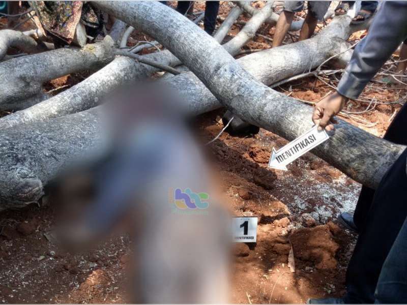 Seorang Warga Tuban Meninggal Dunia Tertimpa Batang Pohon Yang Roboh Ditebang