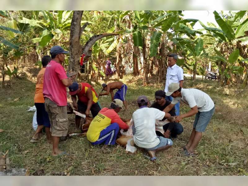 Sembelih Kurban, Pak Tris Pinggiran Ajak Masyarakat Jaga Kerukunan
