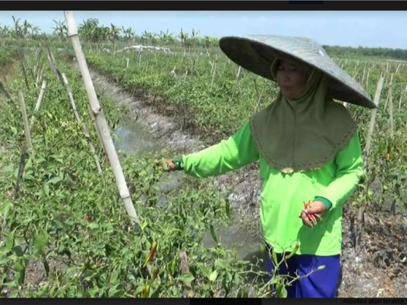 Petani di Kanor Keluhkan Harga Cabai yang Dibeli Murah