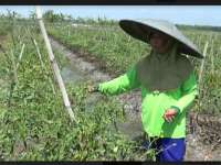 Petani di Kanor Keluhkan Harga Cabai yang Dibeli Murah