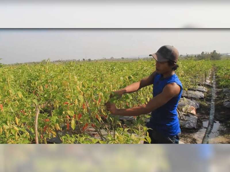 Harga Cabai Rawit Setan Jeblok, Petani di Jepon Merugi