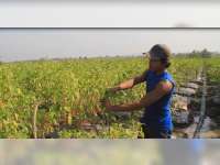 Harga Cabai Rawit Setan Jeblok, Petani di Jepon Merugi