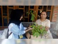 KKM IKIP PGRI Bojonegoro Bagikan 100 Bibit Pohon Mahoni