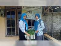 KKM IKIP PGRI Bojonegoro Berikan Bantuan 600 Bibit Cabai