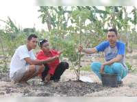 Hijaukan Desa dengan Tanaman Bermanfaat