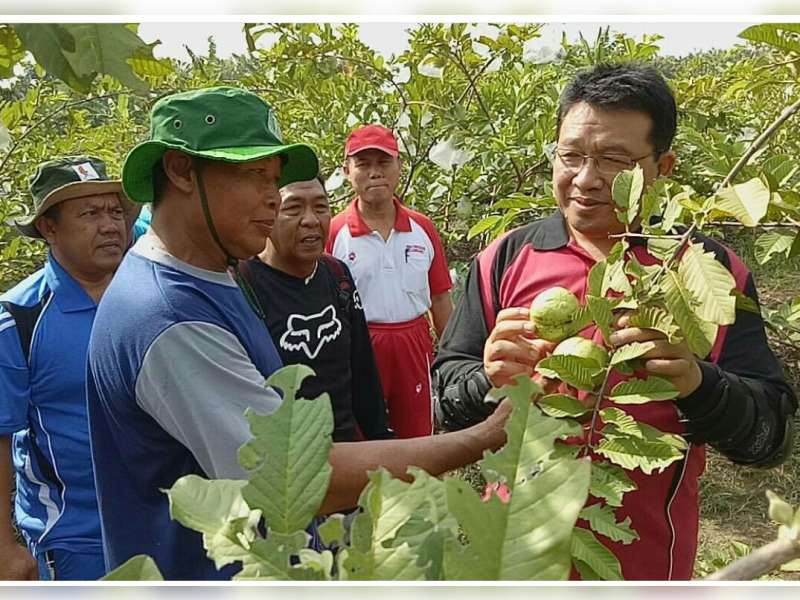 Nilai Belum Jelas, DPRD Pangkas 1 M Pengajuan Program Hibah Bibit Jambu Disperta