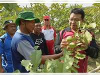 Nilai Belum Jelas, DPRD Pangkas 1 M Pengajuan Program Hibah Bibit Jambu Disperta