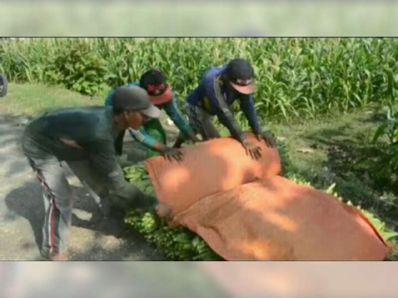 Diguyur Hujan, Harga Tembakau Turun