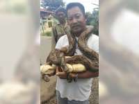 Warga Kalinanas Geger Temukan Ular Sanca dan Telur