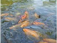 Peran Pelajar dalam Kembangkan Perikanan Daerah