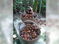 Pemilik Kebun Salak Wedi Keluhkan Anjloknya Harga Buah Salak