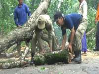 Rawan Roboh, Ratusan Pohon Tua di Blora Ditebang