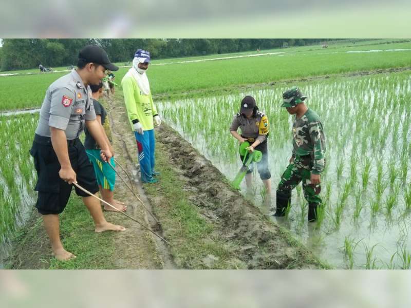 Polisi, TNI dan Warga, Bersama-sama Berantas Hama Tikus