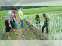 Polisi, TNI dan Warga, Bersama-sama Berantas Hama Tikus